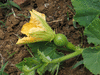 Cucurbita moschata Ponca; fleurs-F