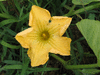 Cucurbita moschata Ponca; fleurs-M