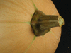 Cucurbita moschata Ponca; pedoncules
