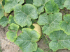 Cucurbita moschata Ponca; feuilles