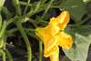 Cucurbita moschata Ponca; fleurs-M