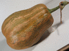 Cucurbita moschata Pima Bajo; fruits