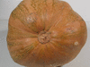 Cucurbita moschata Pima Bajo; ombilics