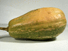 Cucurbita moschata Pima Bajo; fruits
