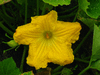 Cucurbita moschata Pima Bajo; fleurs-M