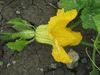 Cucurbita moschata Pima Bajo; fleurs-F