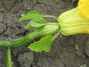 Cucurbita moschata Pima Bajo; fleurs-F