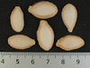 Cucurbita moschata Rio Fuerte Mayo Segualca; graines