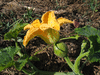 Cucurbita moschata Rio Fuerte Mayo Segualca; fleurs-F