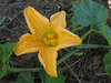 Cucurbita moschata Rio Fuerte Mayo Segualca; fleurs-F