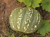 Cucurbita moschata Rio Fuerte Mayo Segualca; fruits