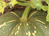 Cucurbita moschata Rio Fuerte Mayo Segualca; pedoncules