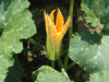 Cucurbita moschata Rio Fuerte Mayo Segualca; fleurs-M
