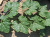 Cucurbita moschata Rio Fuerte Mayo Segualca; feuilles