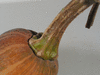 Cucurbita moschata Rio Fuerte Mayo Segualca; pedoncules