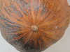 Cucurbita moschata Rio Fuerte Mayo Segualca; ombilics