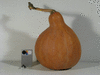 Cucurbita moschata Rio Fuerte Mayo Segualca; fruits