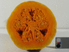 Cucurbita moschata Rio Fuerte Mayo Segualca; coupes