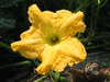 Cucurbita moschata Courge de Côte d'Ivoire; fleurs-M
