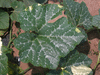 Cucurbita moschata Courge de Côte d'Ivoire; feuilles