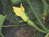 Cucurbita moschata Courge de Côte d'Ivoire; fleurs-F