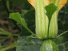 Cucurbita moschata Courge de Côte d'Ivoire; fleurs-F