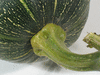 Cucurbita moschata Courge de Côte d'Ivoire; pedoncules