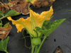 Cucurbita moschata Hayato; fleurs-F