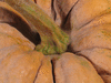 Cucurbita moschata Hayato; pedoncules