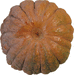 Cucurbita moschata Hayato; ombilics