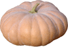 Cucurbita moschata Tan cheese; fruits