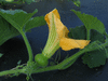 Cucurbita moschata Tan cheese; fleurs-F