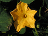 Cucurbita moschata Tan cheese; fleurs-M