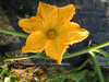 Cucurbita moschata Musquée des Caraïbes; fleurs-F