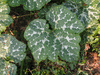 Cucurbita moschata Musquée des Caraïbes; feuilles