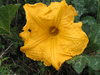 Cucurbita moschata Musquée des Caraïbes; fleurs-M