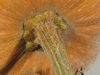 Cucurbita moschata Musquée des Caraïbes; pedoncules