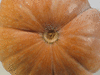 Cucurbita moschata Musque des Carabes; ombilics