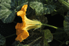 Cucurbita moschata Musquée des Caraïbes; fleurs-M