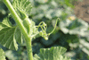 Cucurbita moschata Musquée des Caraïbes; vrilles