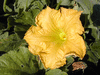 Cucurbita moschata Chirimen; fleurs-M