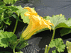 Cucurbita moschata Chirimen; fleurs-M