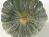 Cucurbita moschata Chirimen; ombilics