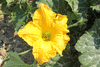 Cucurbita moschata Chirimen; fleurs-F