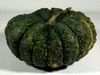 Cucurbita moschata F1 Fagtong Thong Amphan (346); fruits