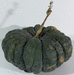 Cucurbita moschata F1 Fagtong Thong Amphan (346); fruits
