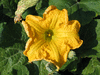 Cucurbita moschata Shishigatani; fleurs-M