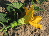 Cucurbita moschata Shishigatani; fleurs-F