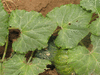 Cucurbita moschata Shishigatani; feuilles