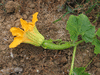 Cucurbita moschata Carrizo; fleurs-F